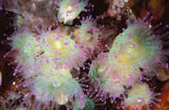 Corynactis viridis celenterati  clicca la foto per ingrandirla in un'altra pagina
