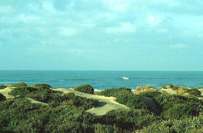 Dune litoranee e macchia mediterranea a Capocotta