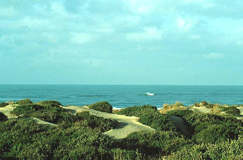 Dune litoranee e macchia mediterranea a Capocotta  clicca la foto per ingrandirla in un'altra pagina