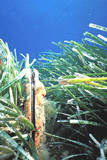 Posidonia e Pinna nobilis  clicca la foto per ingrandirla in un'altra pagina
