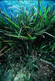 Posidonia  clicca la foto per ingrandirla in un'altra pagina