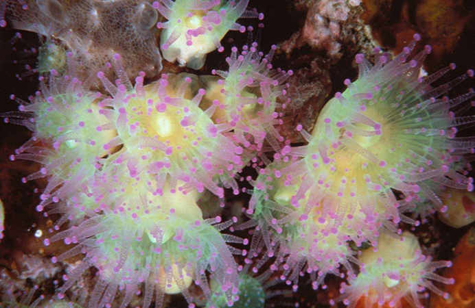 Corynactis viridis celenterati