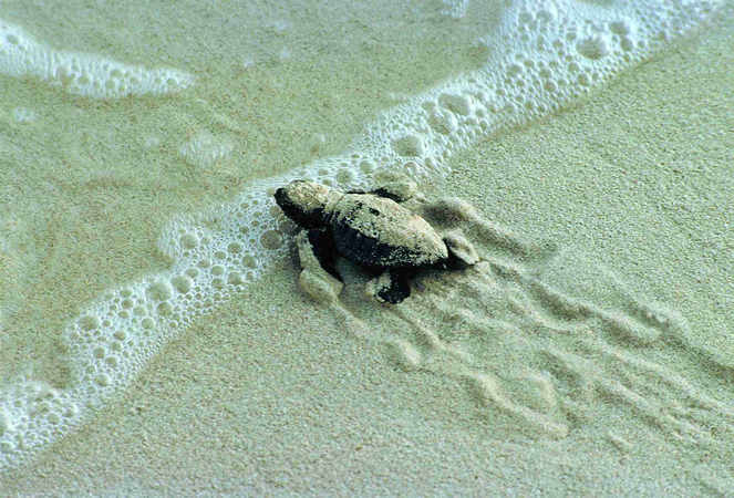 Caretta caretta