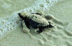 Caretta caretta  clicca la foto per ingrandirla in un'altra pagina