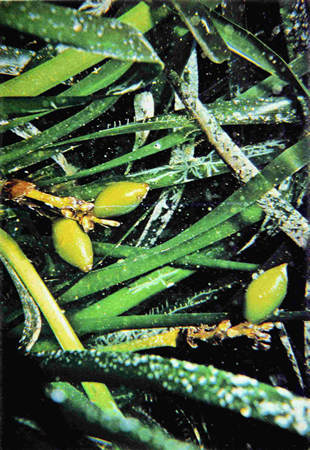 Posidonia