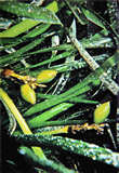 Posidonia  clicca la foto per ingrandirla in un'altra pagina