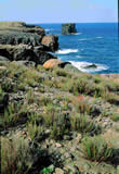 Cala Tramontana e scoglio della Colombara  clicca la foto per ingrandirla in un'altra pagina