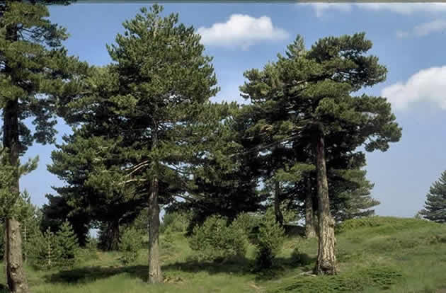 Pini larici