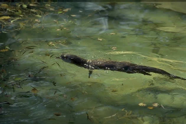 Lontra