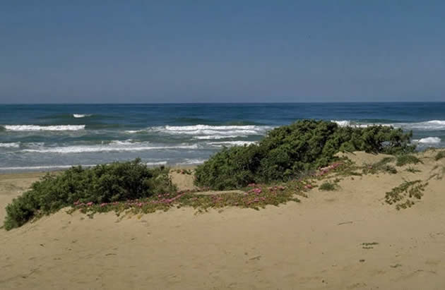 Dune costiere
