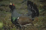 Gallo cedrone  clicca la foto per ingrandirla in un'altra pagina