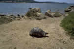 testudo marginata  clicca la foto per ingrandirla in un'altra pagina