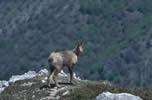 Camoscio  clicca la foto per ingrandirla in un'altra pagina