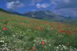 Monte Vettore e piani di Castelluccio  clicca la foto per ingrandirla in un'altra pagina