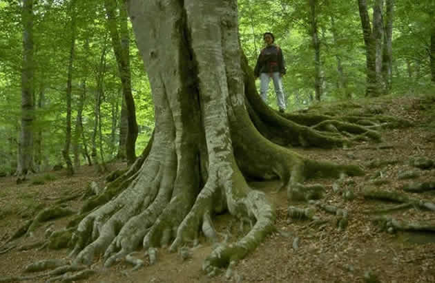 Bosco Magnano