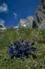 Gentiana clusii  clicca la foto per ingrandirla in un'altra pagina