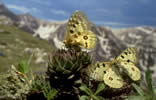 Parnassius apollo  clicca la foto per ingrandirla in un'altra pagina